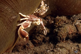 Komodo 2016 - Spotted porcelain crab - Crabe porcelaine - Neopetrolisthes macalatus - IMG_7442_rc